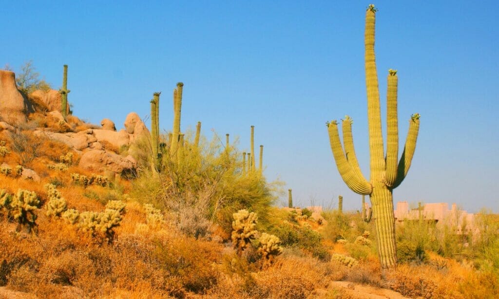 Cactus in Arizona desert 