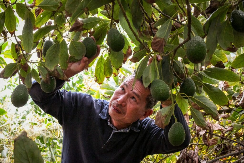 Man inspecting California avocado tree