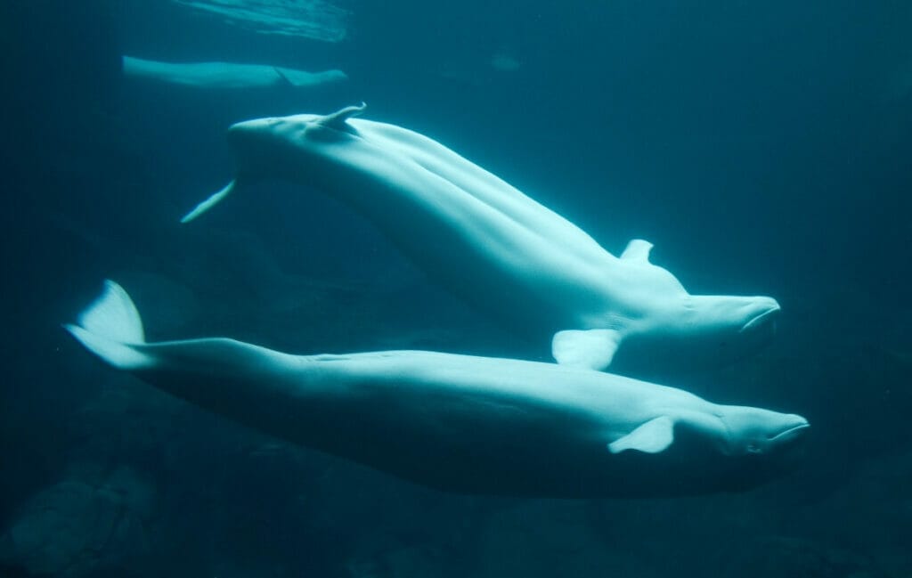 Beluga whales at the Sea Life Center