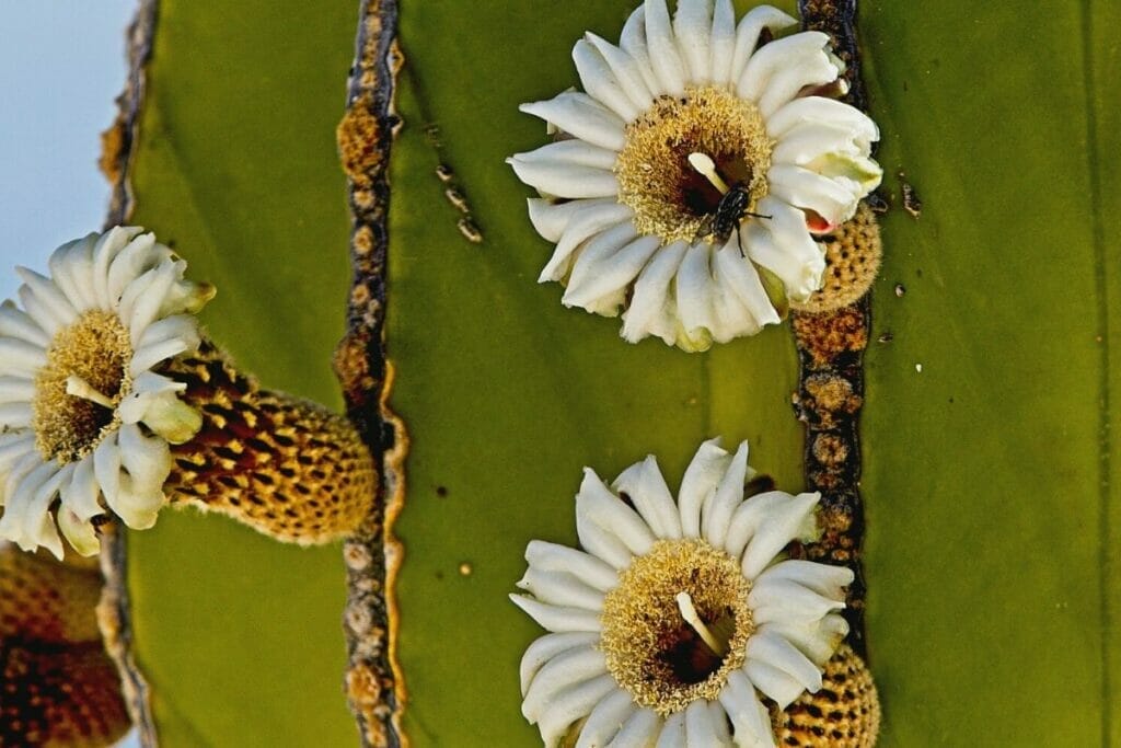 Cactus flower