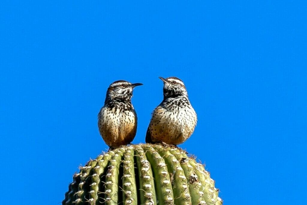 Cactus wren