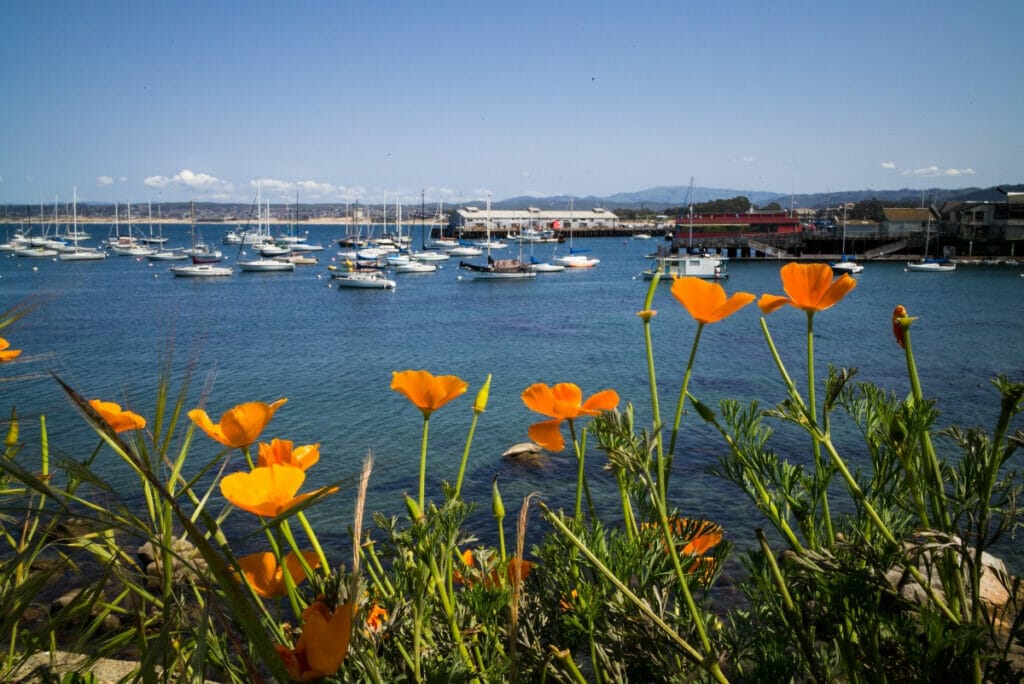 Image of California poppies along the Monterey Harbor