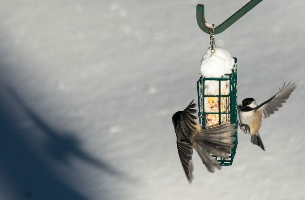 Chickadees eating from a bird feeder