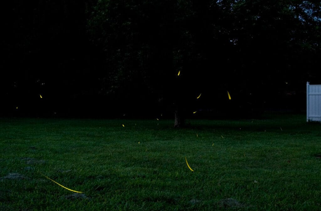 Fireflies