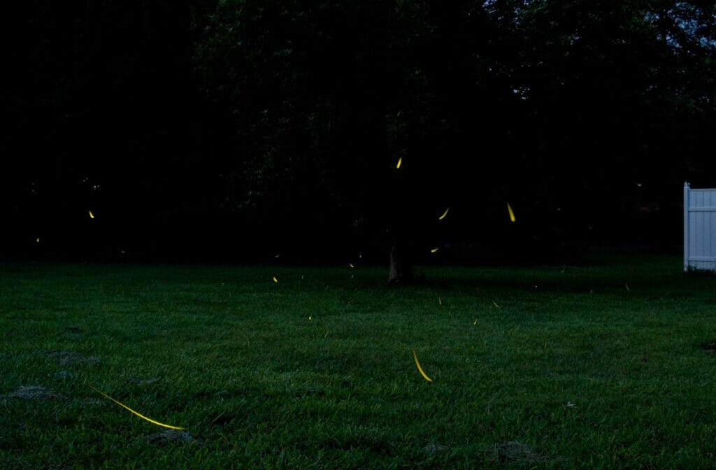 Fireflies 