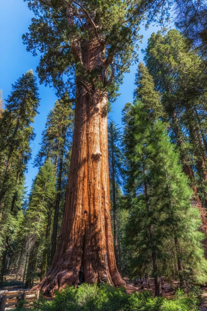 General Sherman Tree in California