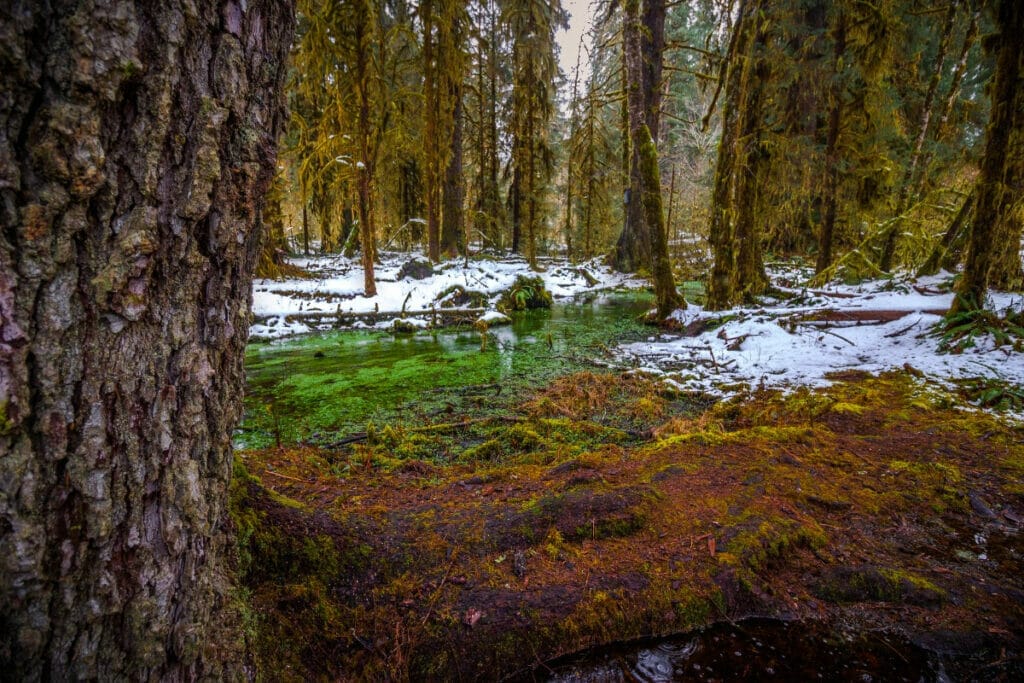 Hoh Rainforest