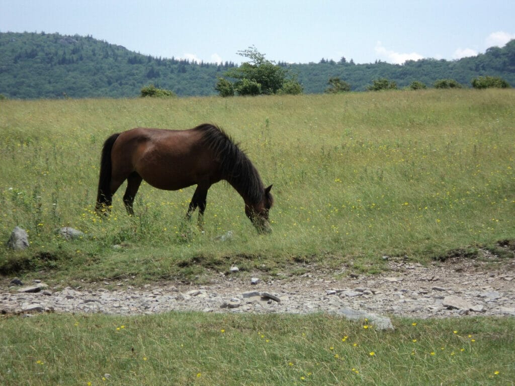 Feral horse 