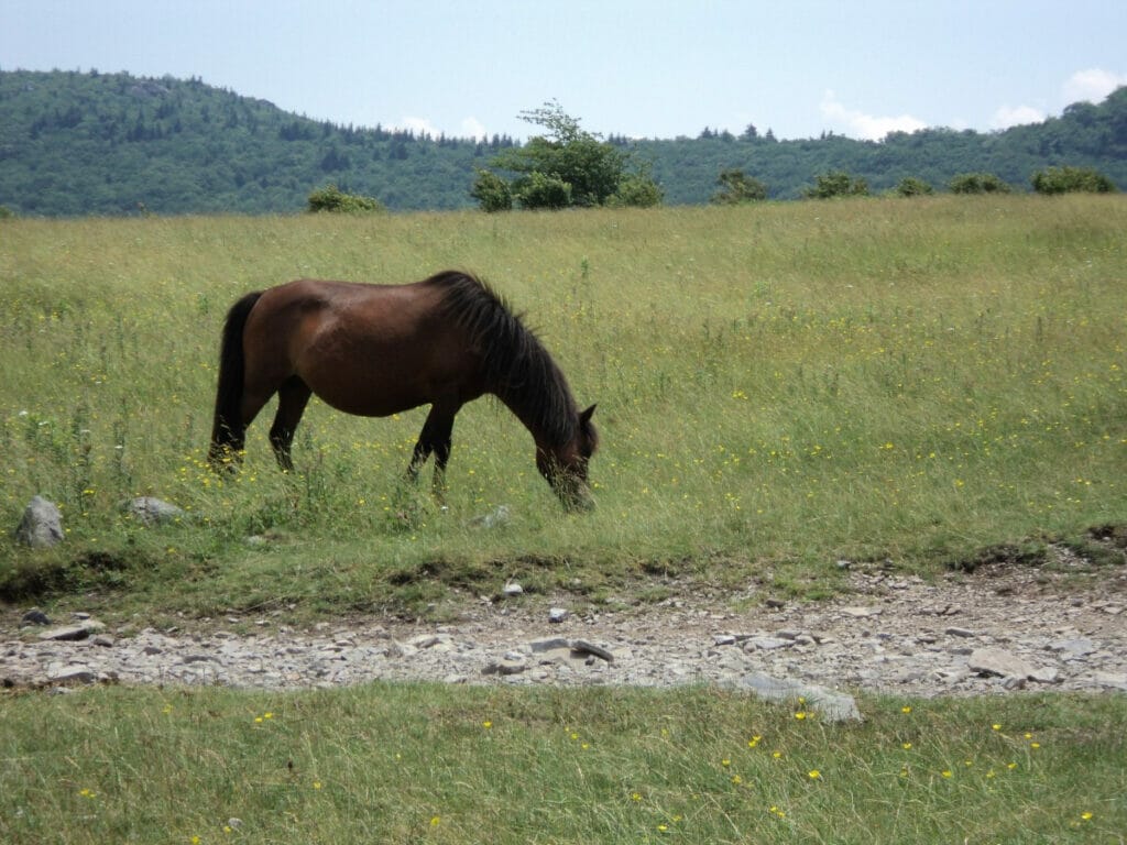 Feral horse