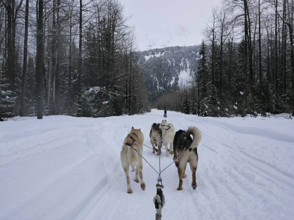 Huskies running the snow