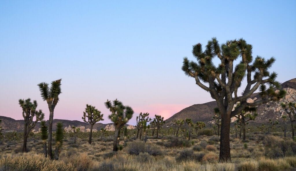 Joshua Tree 