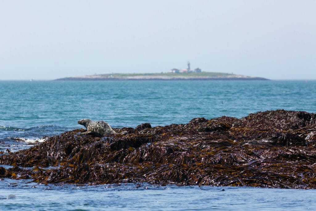 Machias Seal Island