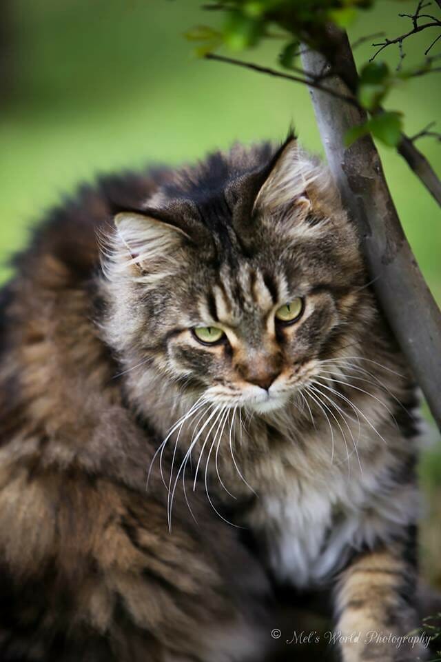 Coon cat