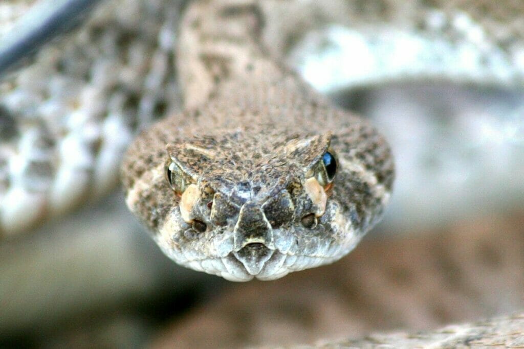 Rattlesnake up close