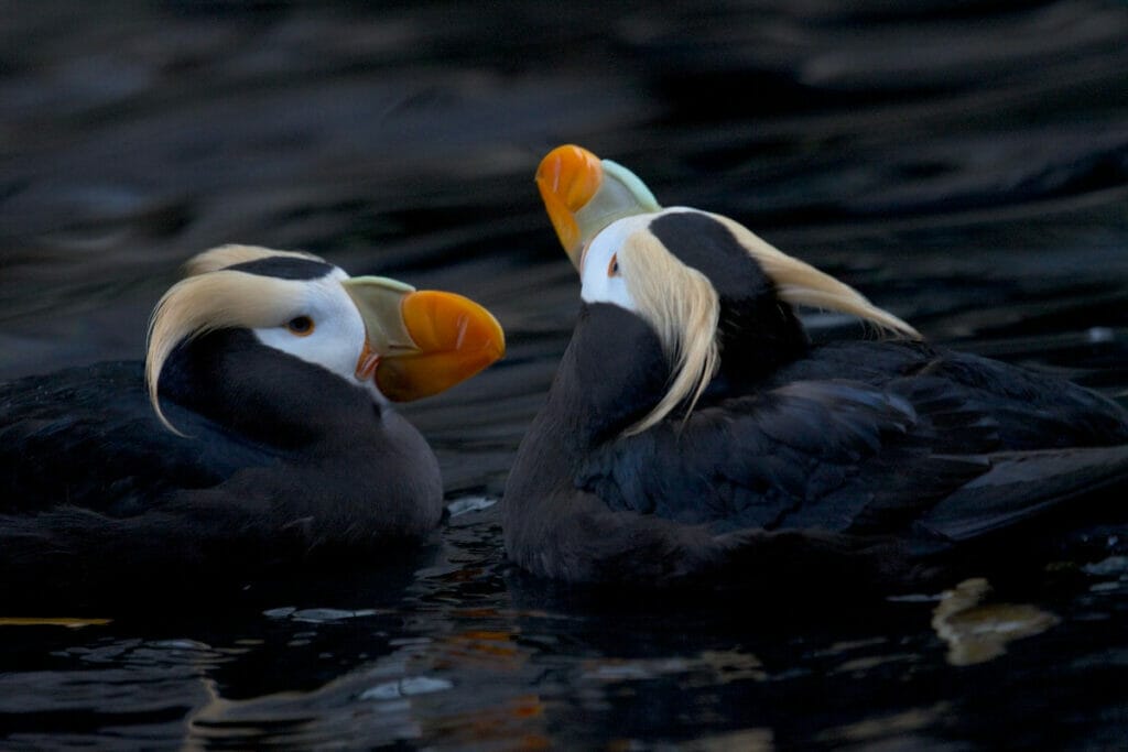 Two tufted puffins