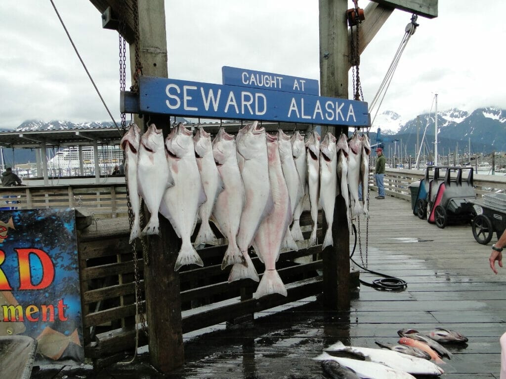 Fish that were caught in Seward, Alaska