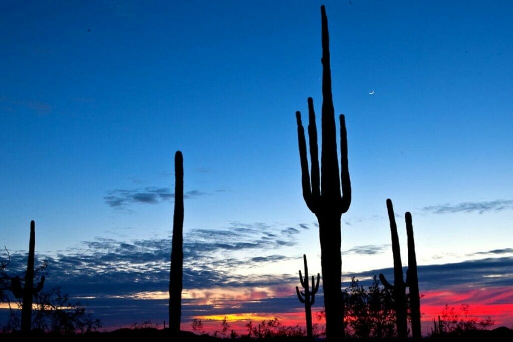 Sonoran Desert at night 