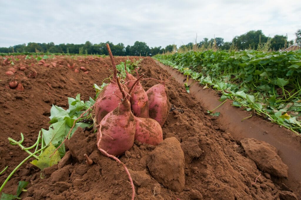 Sweet potatoes