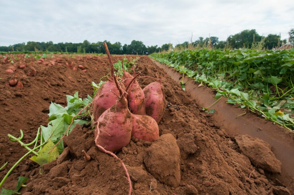 Sweet potatoes 