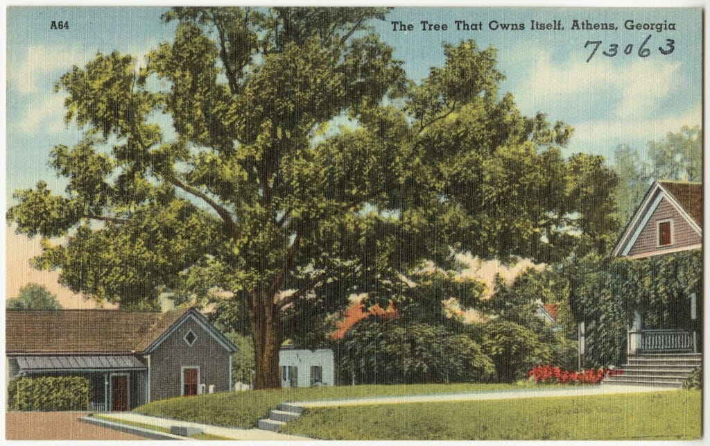 Tree that Owns Itself in Athens, Georgia