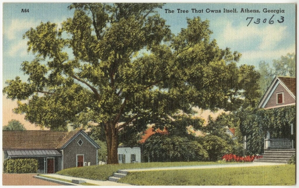 Tree that Owns Itself in Athens, Georgia 