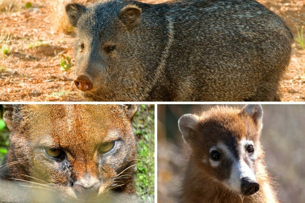 An image of a coatimundi, javelina, and jaguarundi 