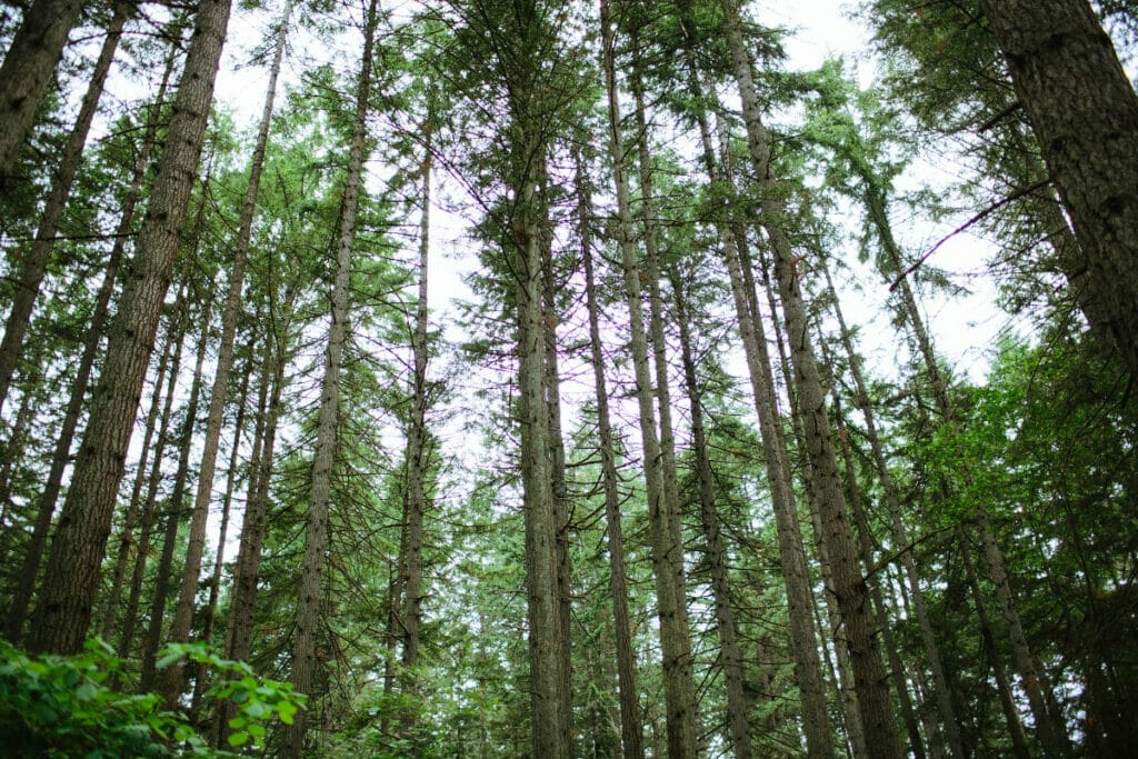 Washington forest 