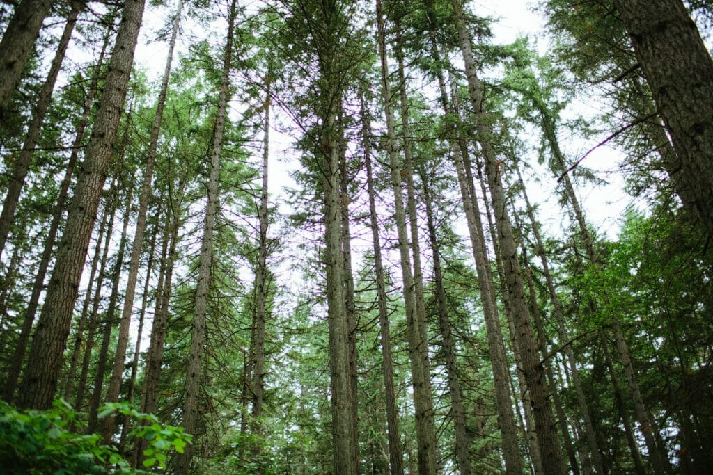 Washington forest