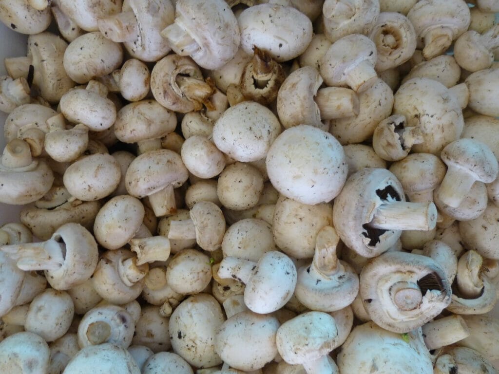 White button mushrooms