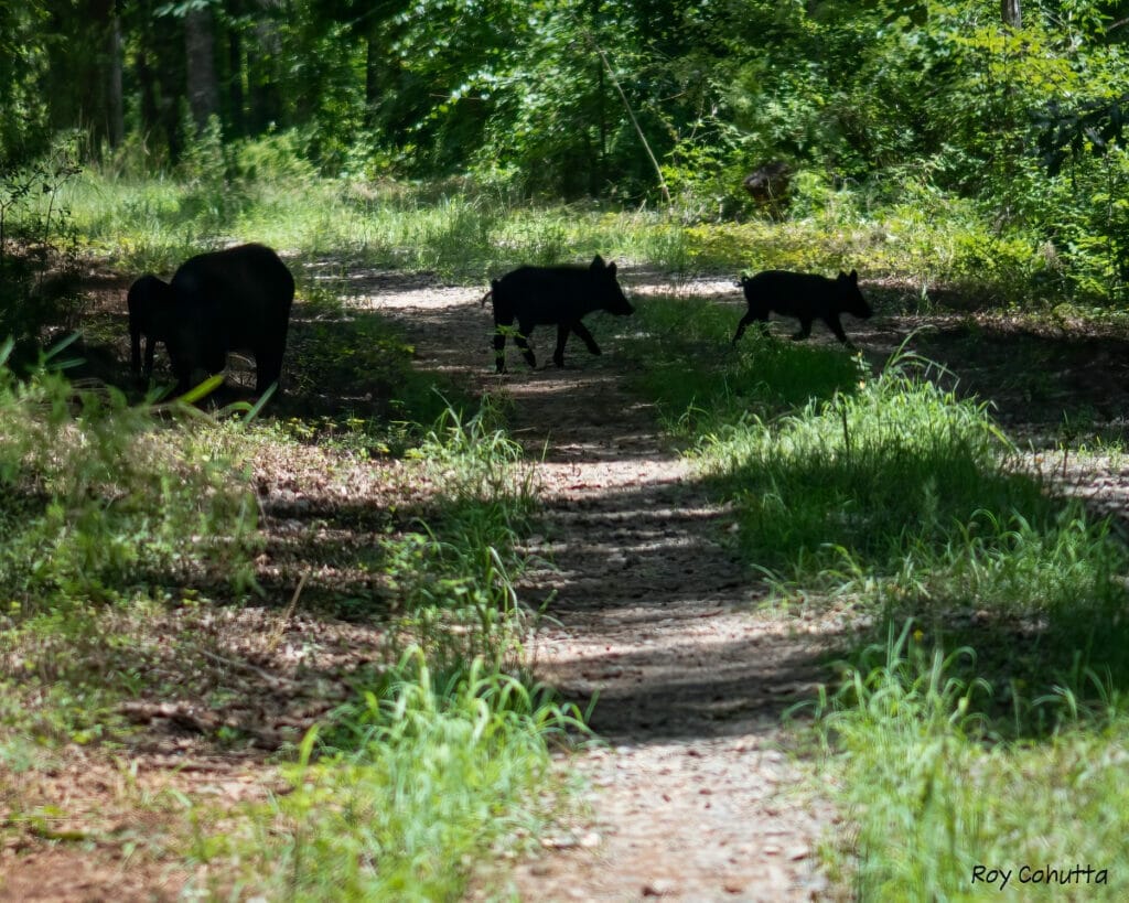 Wild hogs in Georgia 