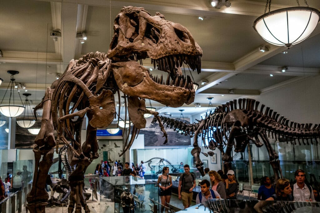 Dinosaur bones at the American Museum of Natural History