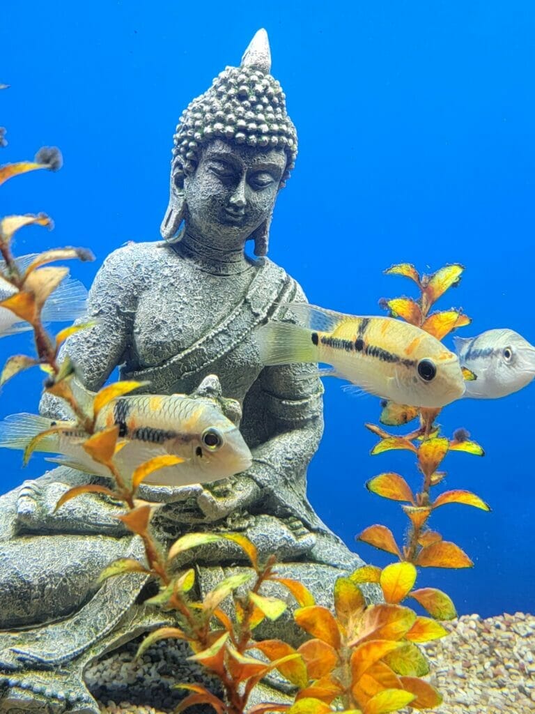 Austin Aqua Dome