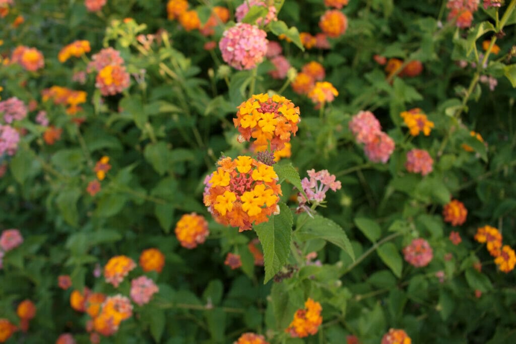 Williamsburg Botanical Garden