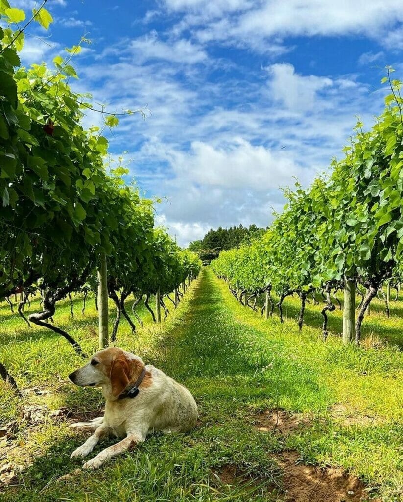 Chesapeake Bay Winery