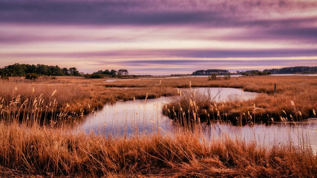 Chincoteague 