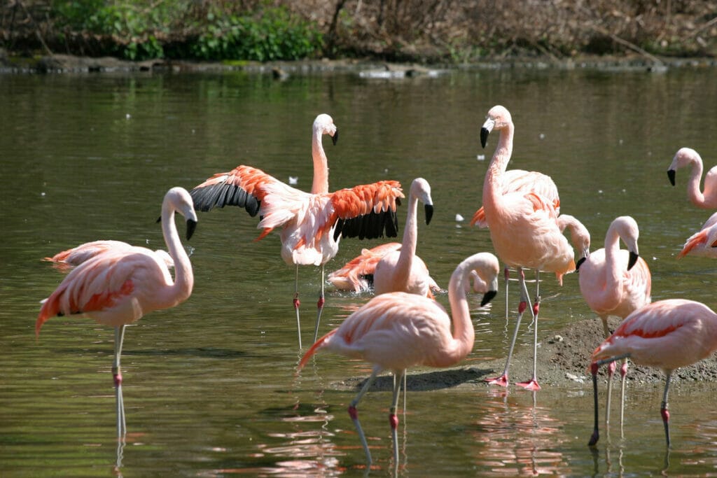 flamingos at the Bronx Zoo