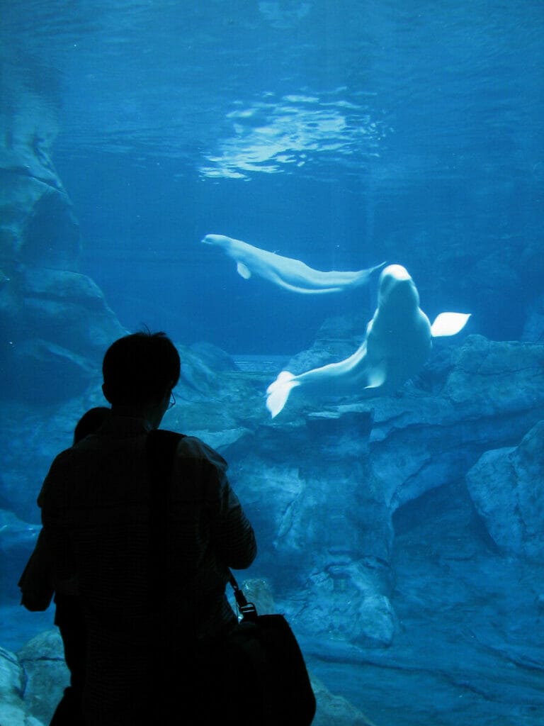 Man at the Georgia Aquarium