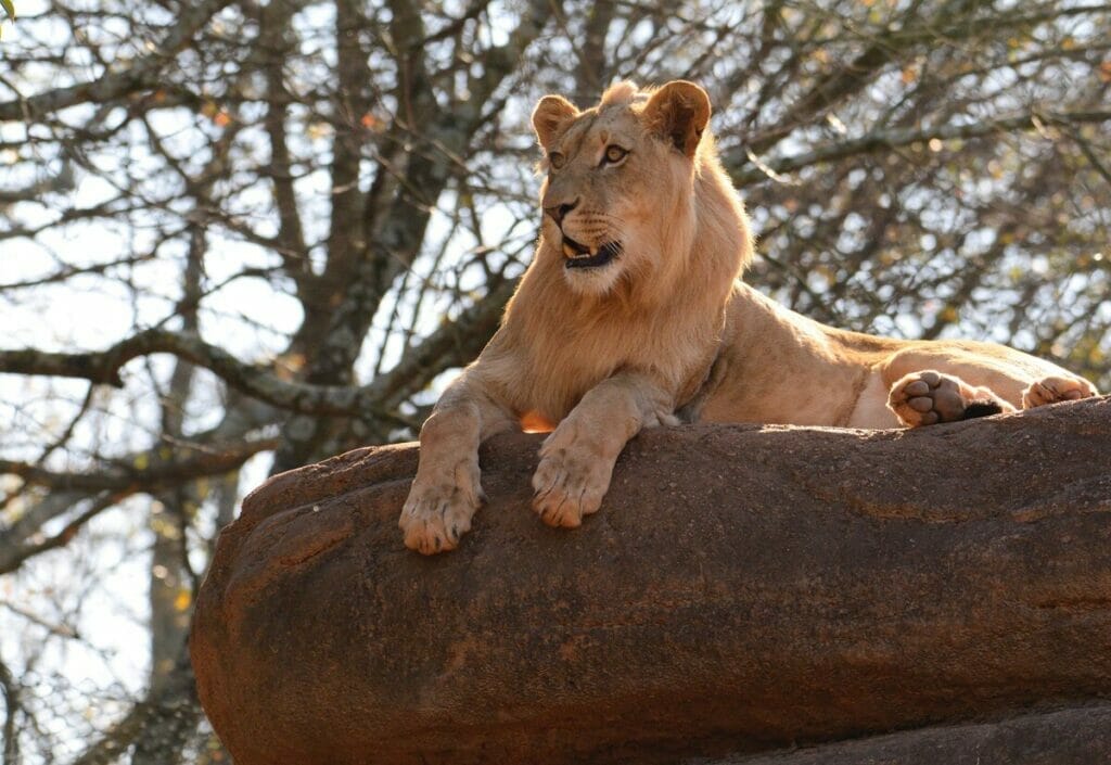 Lion at the Atlanta Zoo 