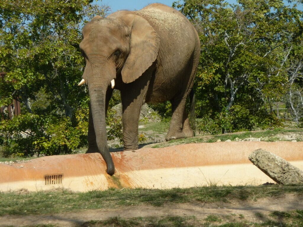 Miami Zoo 