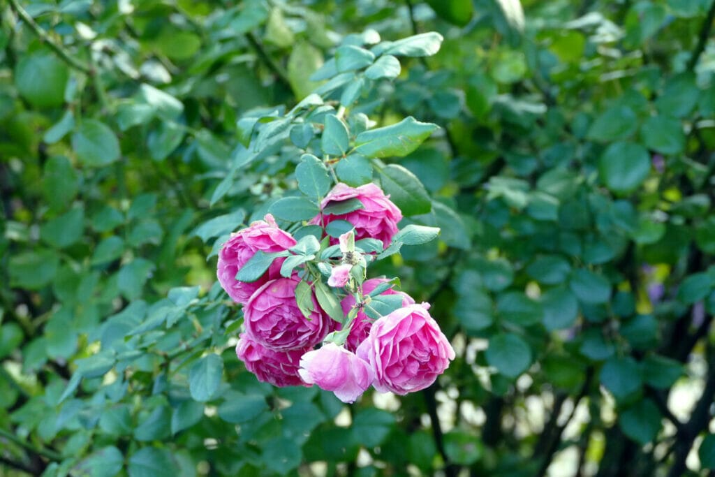 New York Botanical Garden