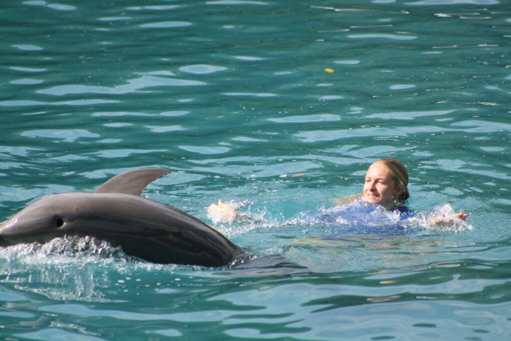 woman swimming with dolphins 