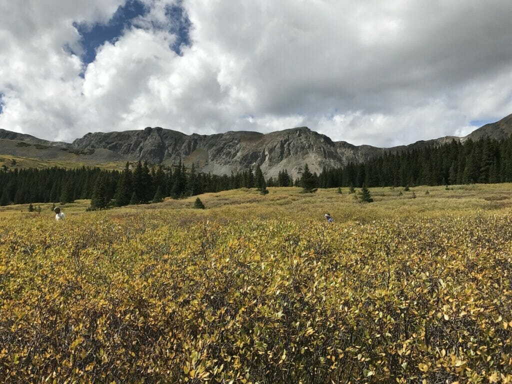 Buena Vista Colorado 