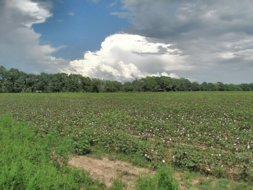 Cotton crops in Blountstown 