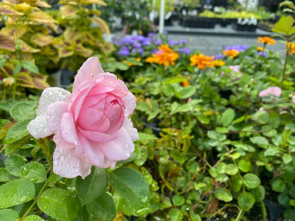 Edith J. Carrier Arboretum and Botanical Gardens