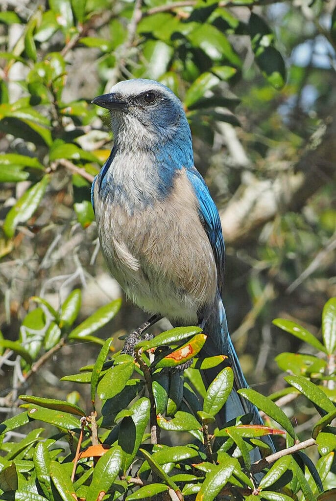 Florida scrub jay bird