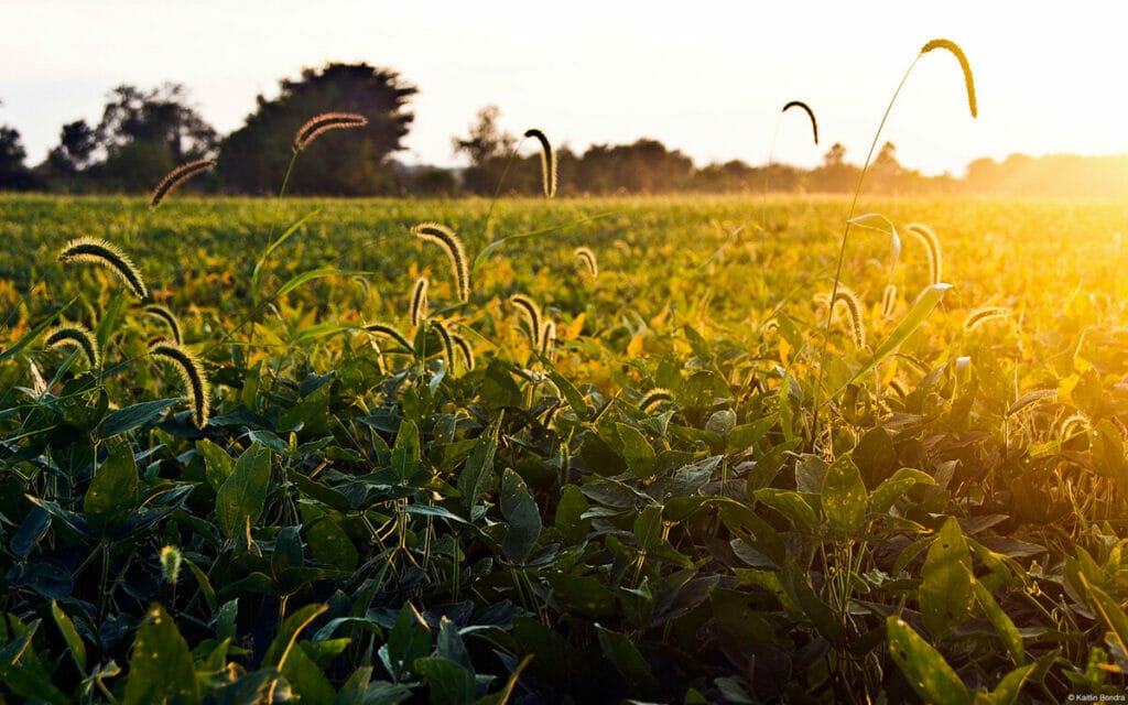 Ada Ohio field 