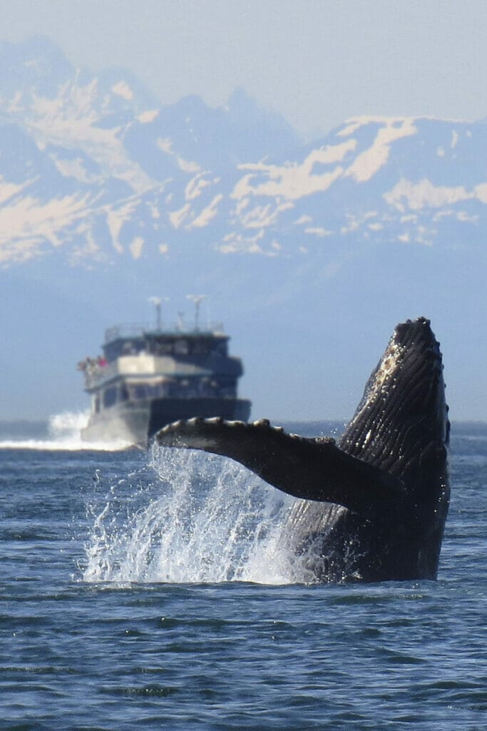 Alaskan whale watching