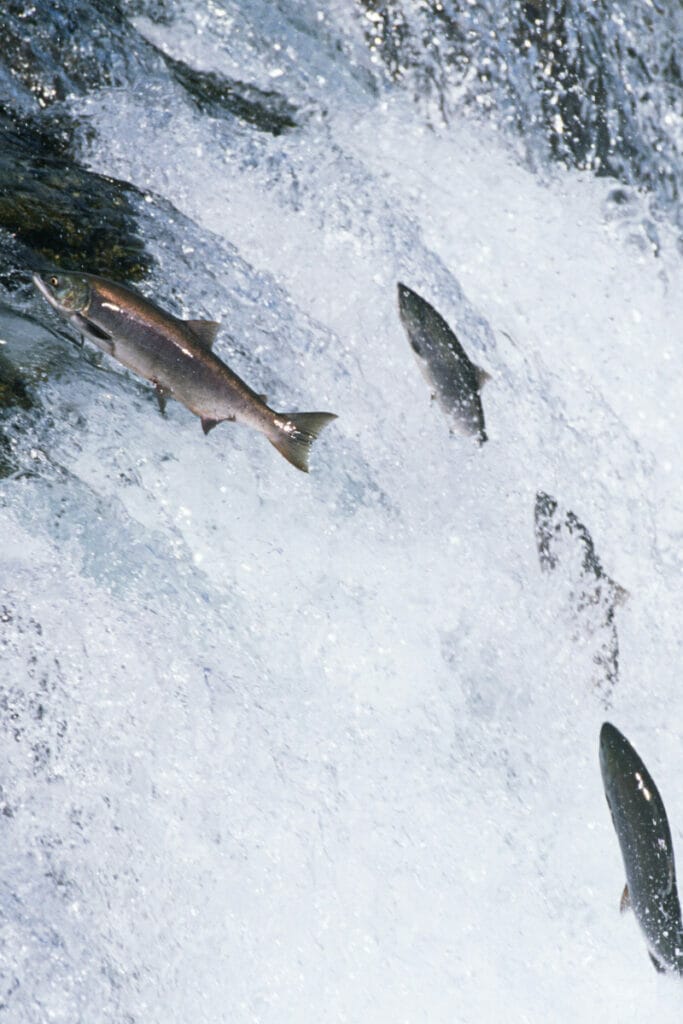 Alaskan salmon 
