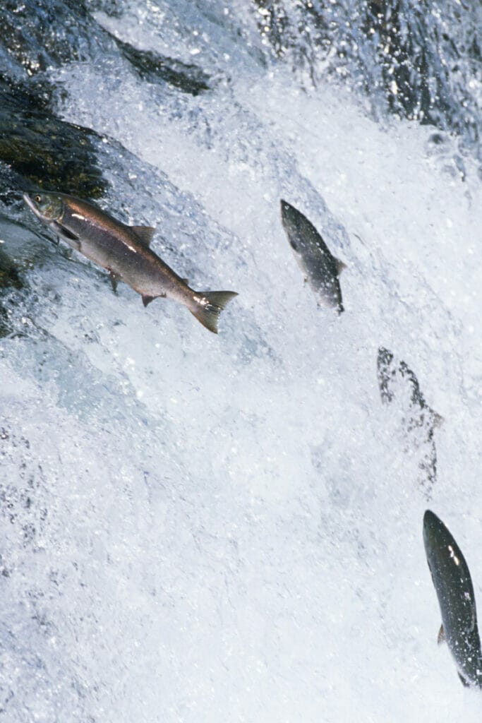 Alaskan salmon