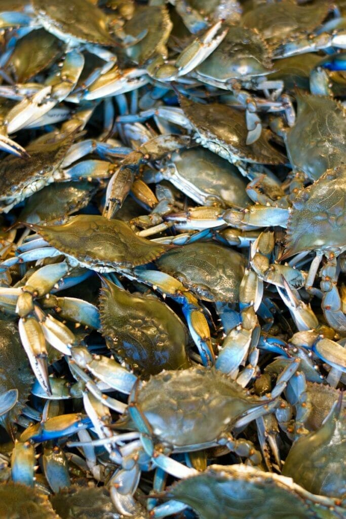 blue crabs 